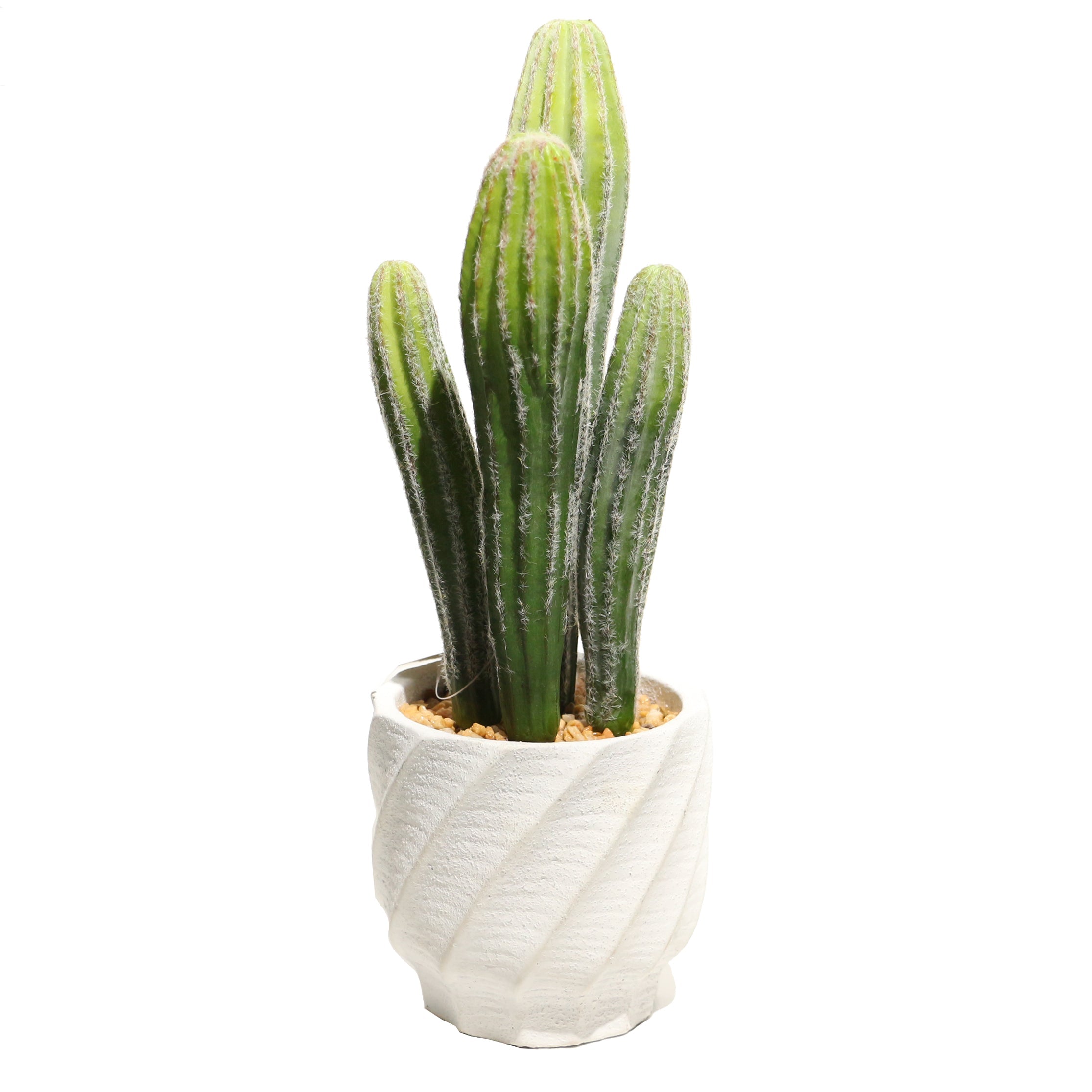 ceramic cactus flower pot Queen of the Night Cereus Cactus Plant in White Pot