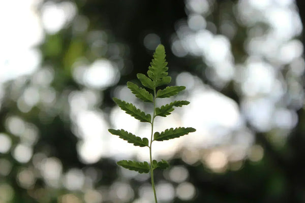eco friendly jewelry packaging