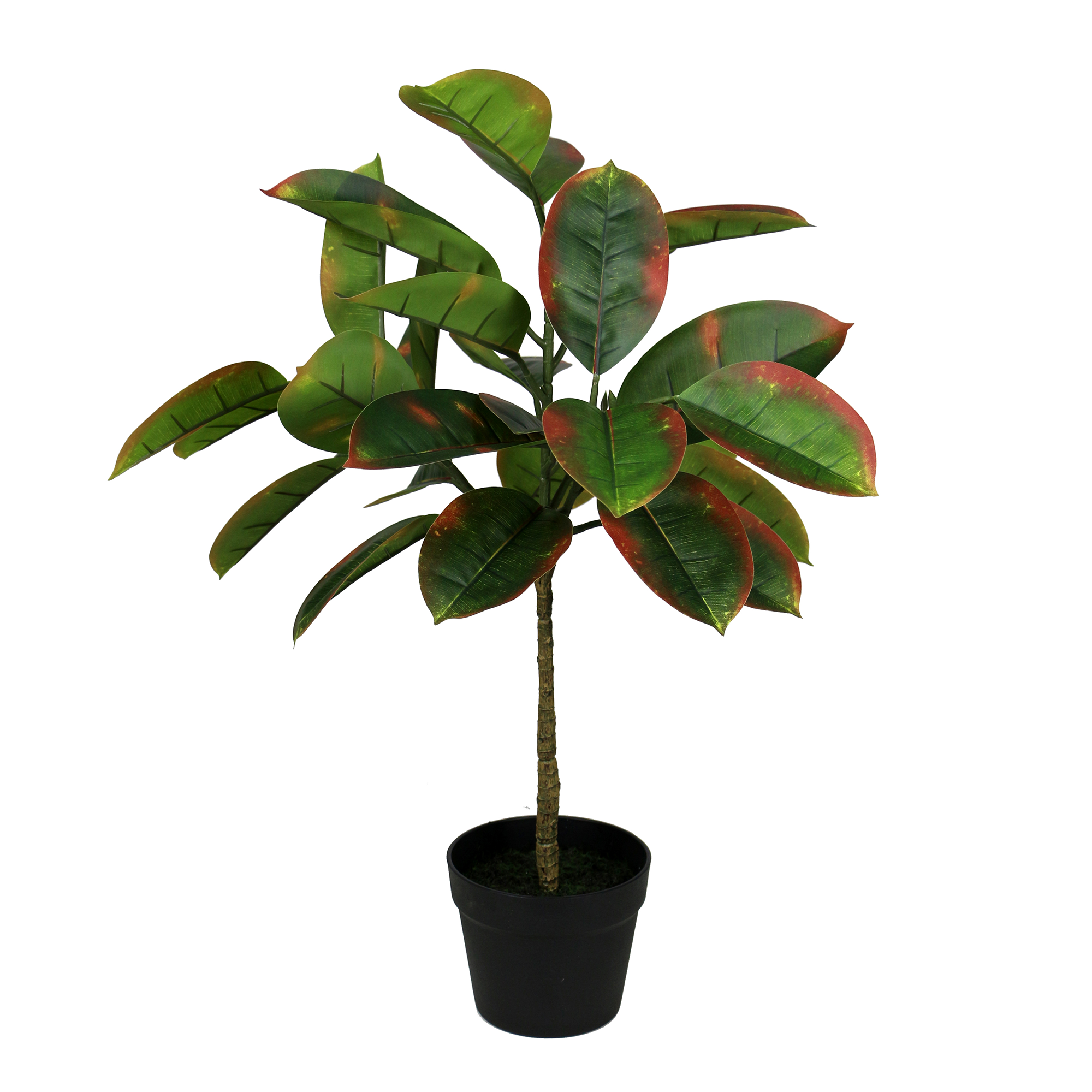 Lifelike Trees and Plants
