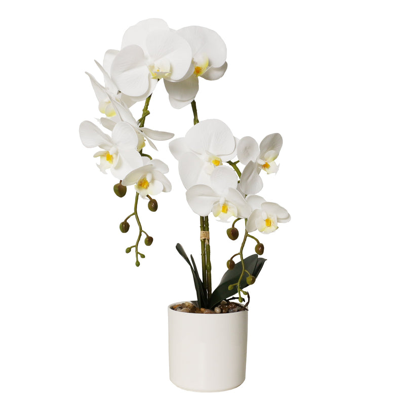 Potted Phalaenopsis 15 Orchids in White Ceramic Pot