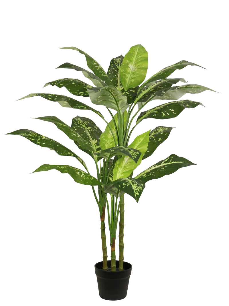 Evergreen Tree Dieffenbachia