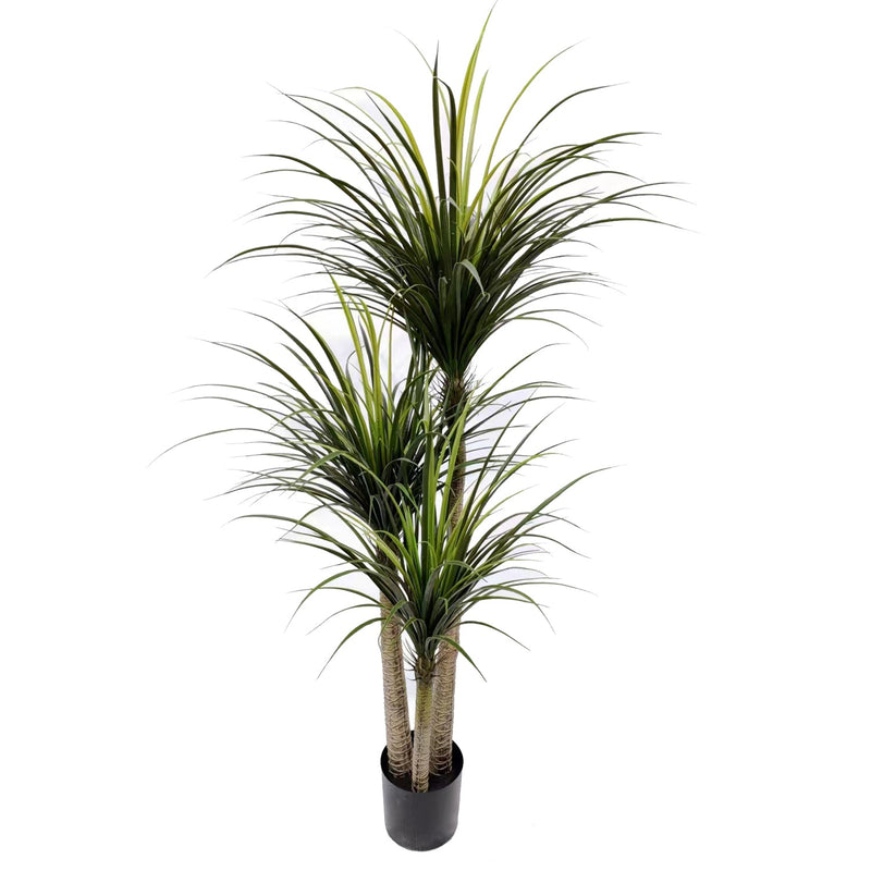 Large Artificial Dracaena Tree - Statement Piece for Any Space
