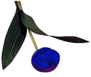 Tulip Ring And Earring Box